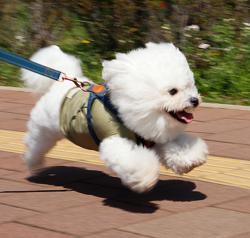 タンクトップで走り回る犬