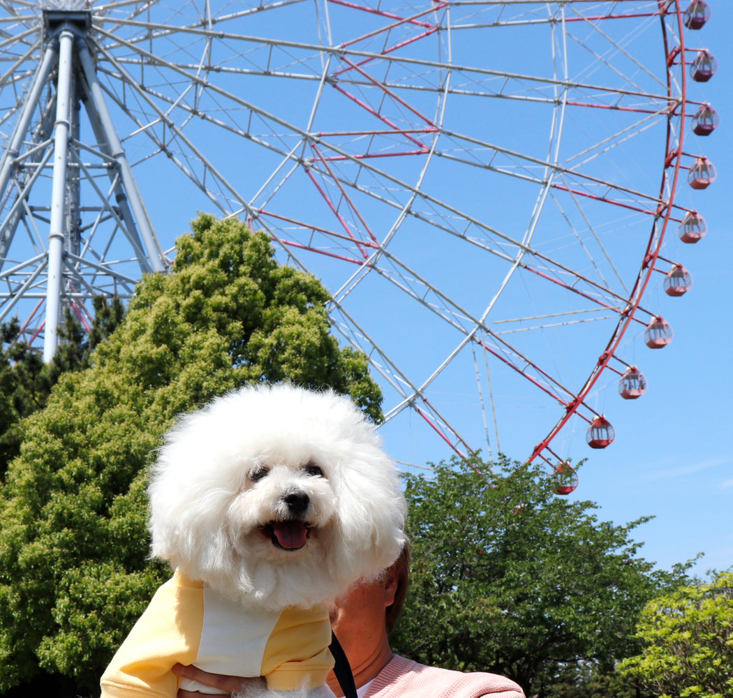 犬と観覧車