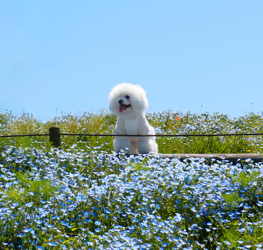 ひたち海浜公園を散歩する犬