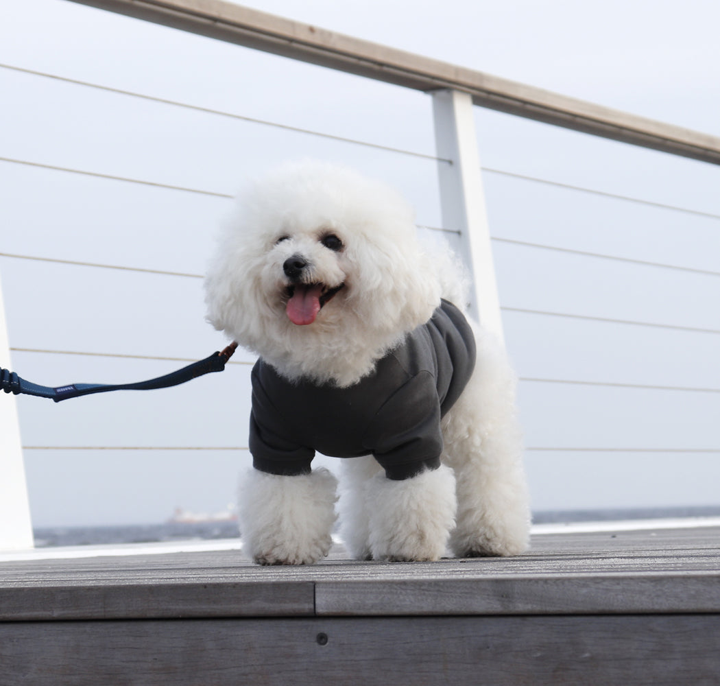 犬と稲毛海浜公園を散歩