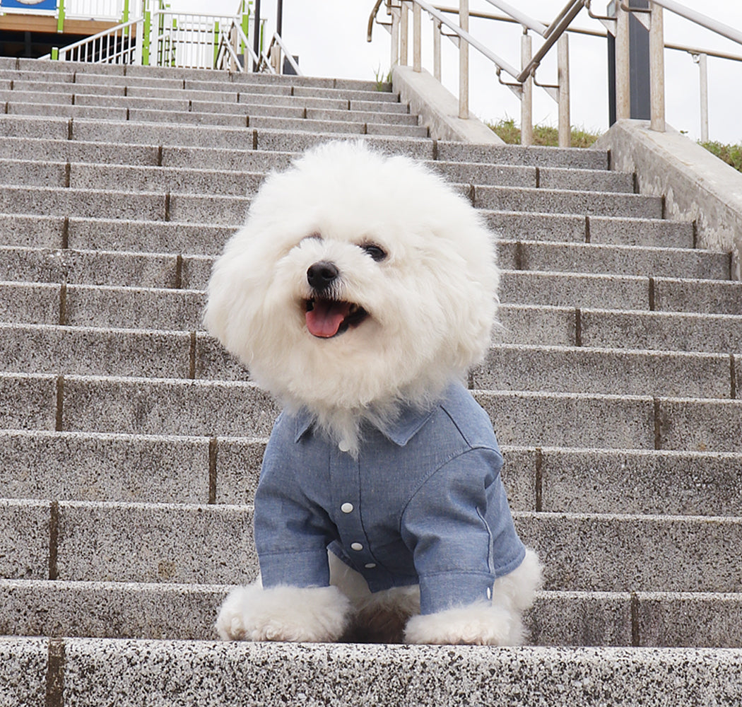 ダンガリーシャツの犬服